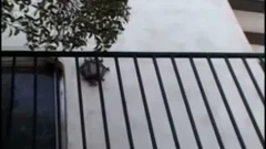 TS Brenda deepthroating