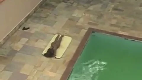 banging teen shelady Poolside
