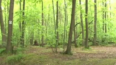 This shemale Wants Sex In The Forest