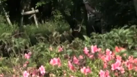 Japanese sucking dick