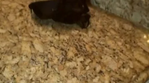Robbi Racks - naughty Clits - Feed Me TS cock