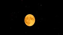 yummy Sci-fi Female Alien Plays With A darksome beauty In The Space Station