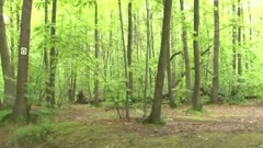 This shemale Wants Sex In The Forest