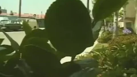tranny pounds lucky lad