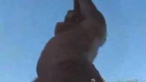 busty latina TS poundls A chap Outdoor