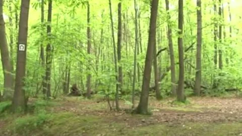 This shemale Wants Sex In The Forest