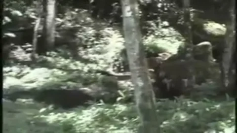 tranny enjoying A Great Outdoor fuck