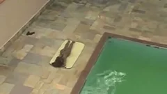 banging teen shelady Poolside