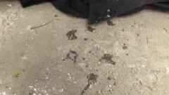 latina TS Dicked Hard