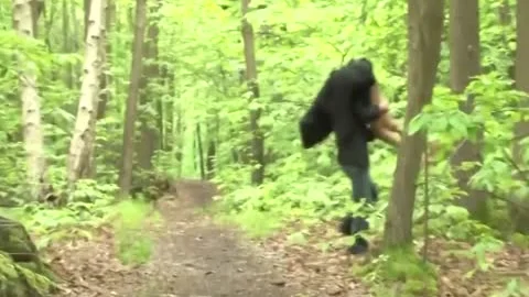 Ts Forest