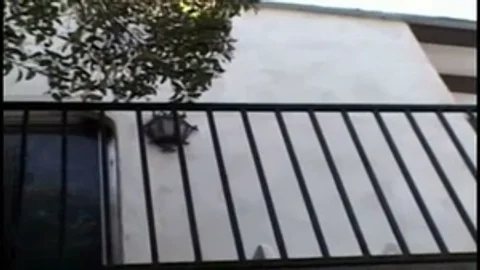 TS Brenda deepthroating