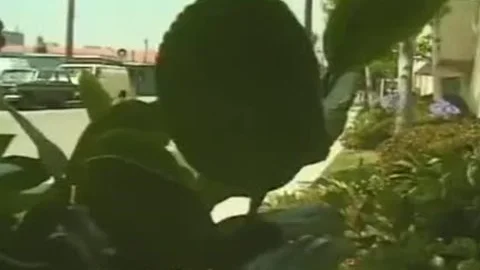 tranny pounds lucky lad